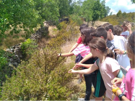 campamento de niños realizando senderismo de naturaleza