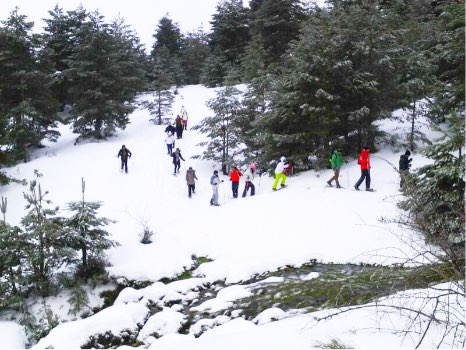 caminando entre árboles con las raquetas de nieve en la Sierra Norte de Madrid